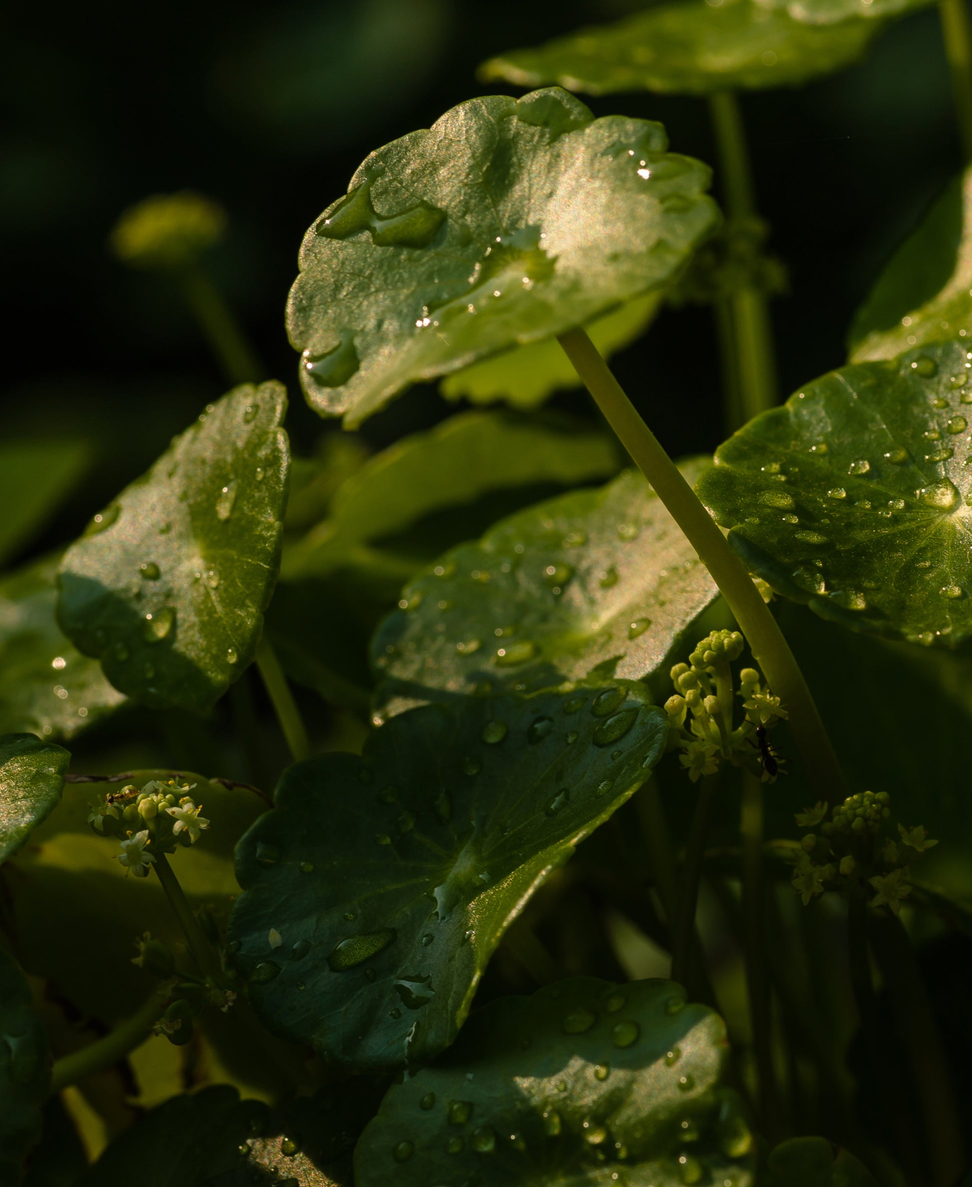 Gotu Kola Leaf