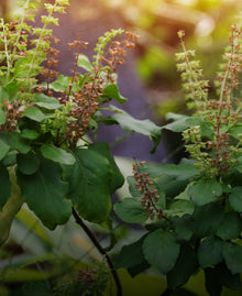 holy basil plant