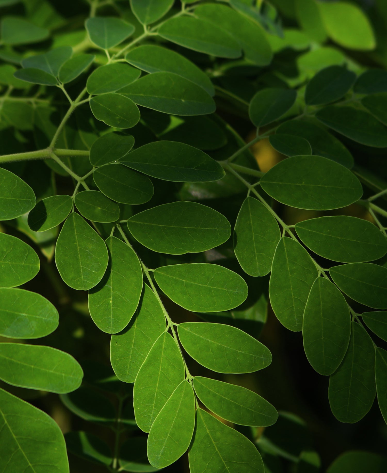 Moringa Leaf | hover_text: title: 'MORINGA OIL', text: 'Delivers cleansing and anti-pollution benefits while restoring essential nutrients that optimize skin health.', style: 'secondary', color: #ffffff, y-alignment: 'bottom'