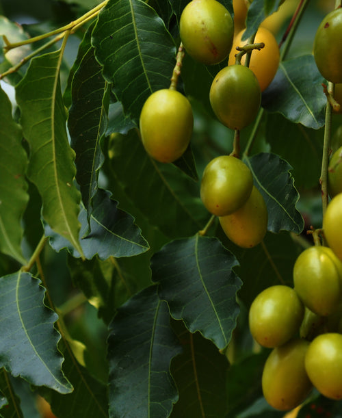 Neem Plant