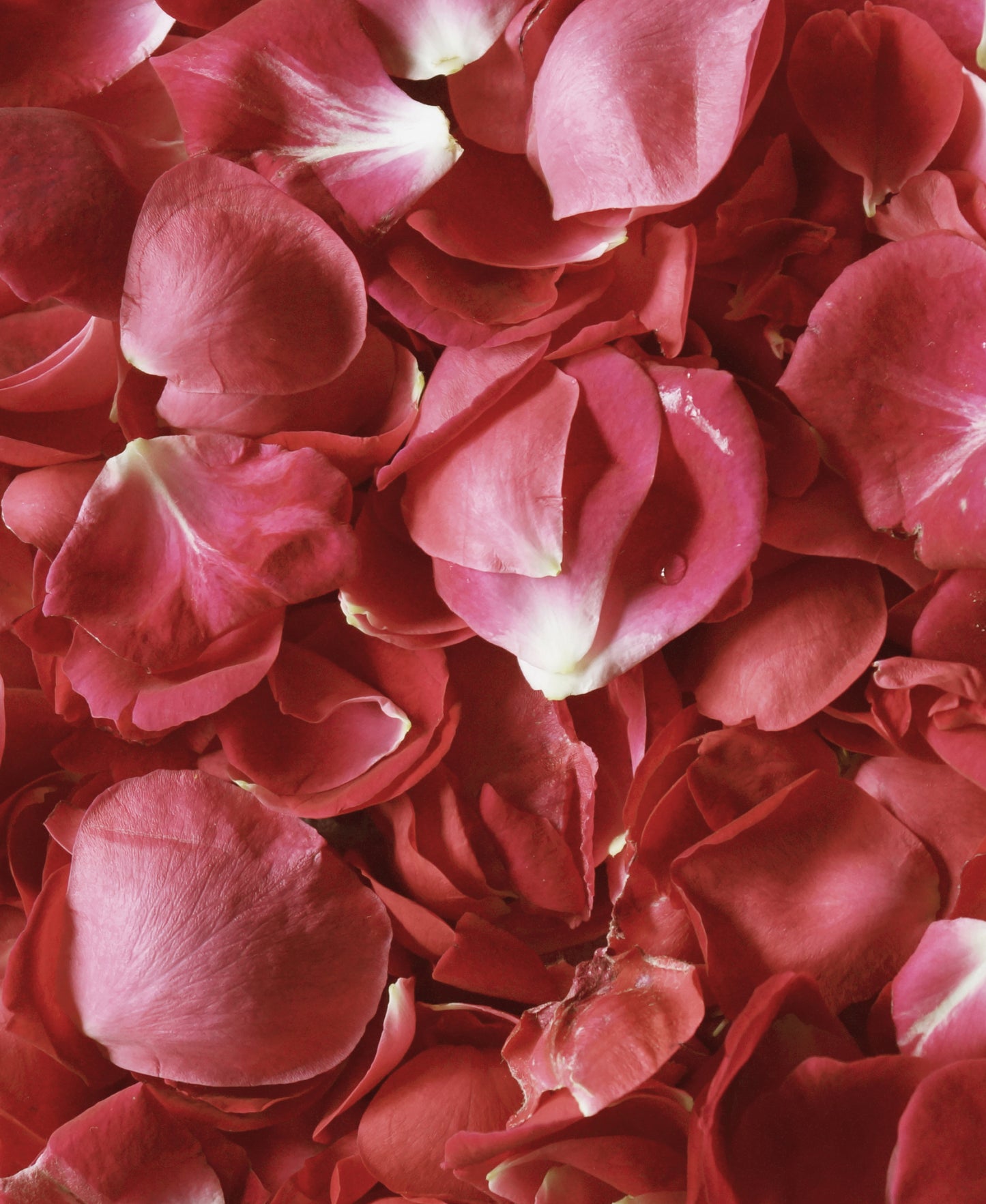 Rose Petals