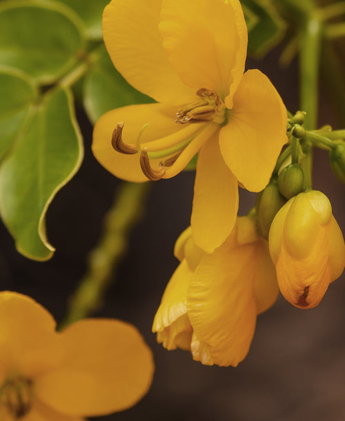 Senna Flower